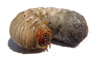 Curl Grub — photo 1