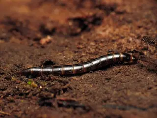 Wireworm — photo 1