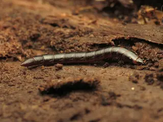 Wireworm — photo 2
