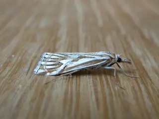 Webworm — photo 1