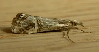 Webworm — photo 2