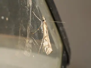 Webworm — photo 3