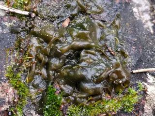 Algae — photo 1