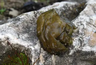 Algae — photo 2