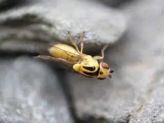 Couch Fly — photo 1