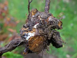 Phytophthora — photo 1