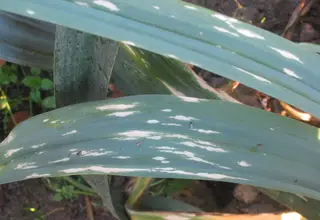 Phytophthora — photo 3