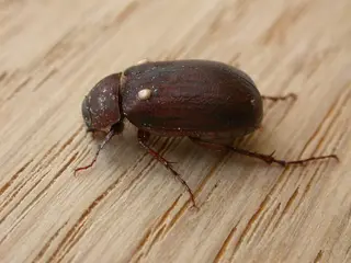 Scarab Beetles — photo 1