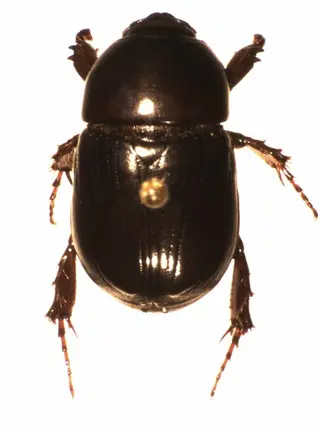 Scarab Beetles — photo 2