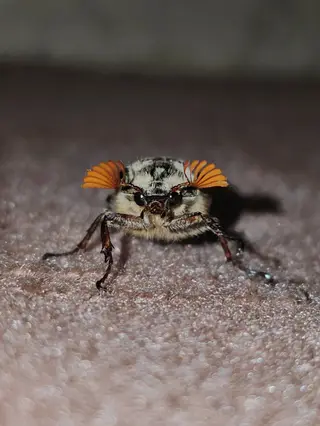 Scarab Beetles — photo 3
