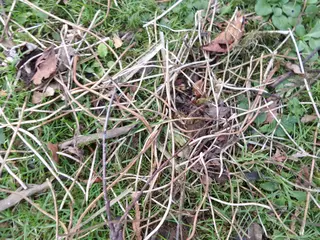 Earthworm — photo 2