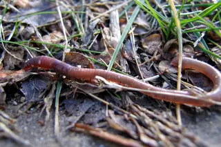 Earthworm — photo 3