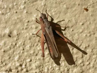 Grasshoppers — photo 1