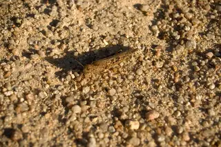 Grasshoppers — photo 3