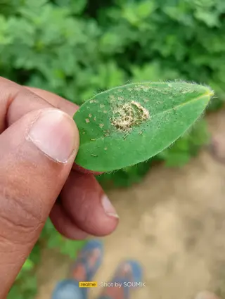 Caterpillars — photo 3