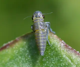 Leaf Hoppers — photo 1