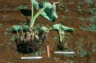 Nematode — photo 1