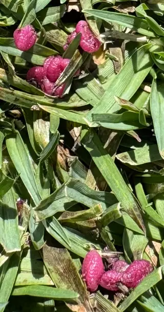 Ground Pearl — photo 2