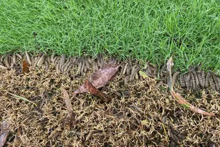 Lawn Armyworm — photo 1