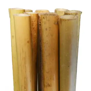Bamboo Stakes 210cm