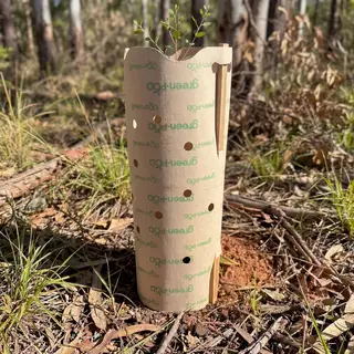 green-POD Paper Tree Guards