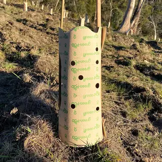green-POD Paper Tree Guards