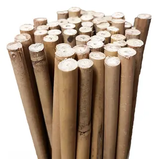 Bamboo Stakes 75cm
