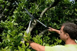 Bahco P51H-SL Extra Long Hedge Shears, Heavy Duty, Lightweight with Aluminium Handle