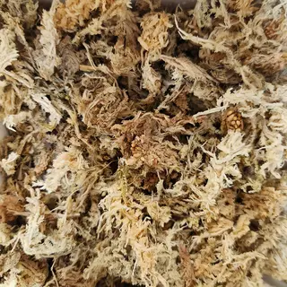 Sphagnum Moss Gold Grade