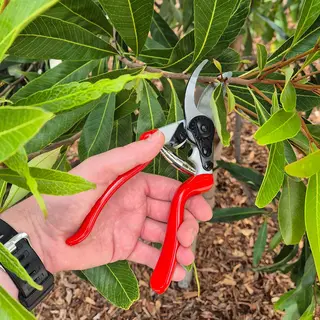 20cm Bypass Secateurs - angled ergonomic