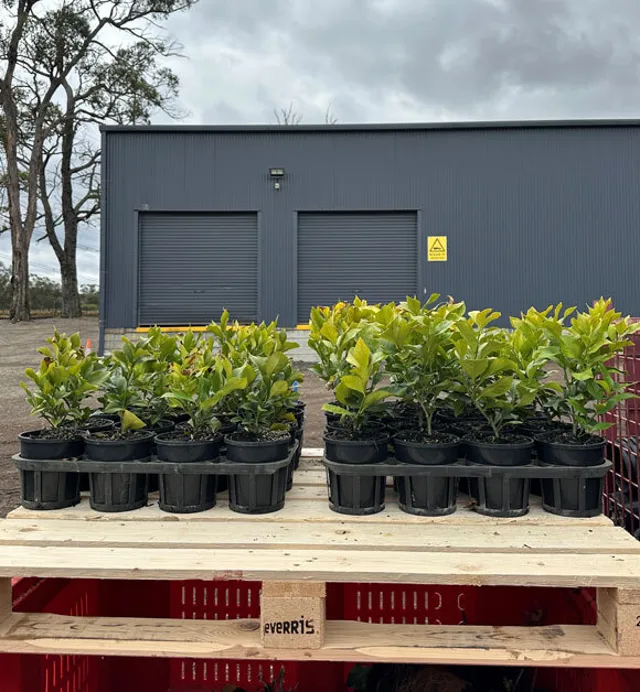 FloraTech treated v untreated