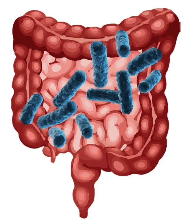 Probiotics for Plants - Intestine