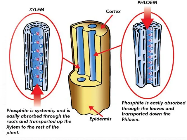 TKO Phosphite Diagram 1