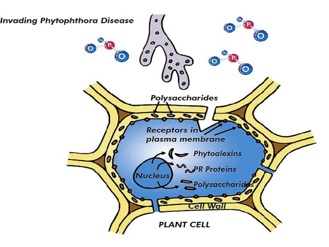 TKO Phosphite Diagram 2