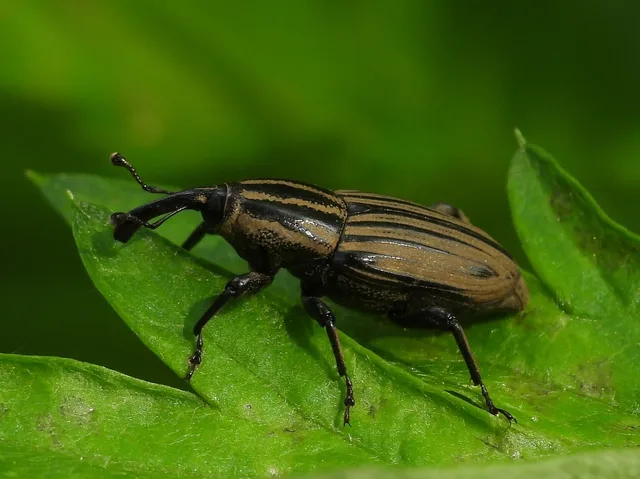 Billbug