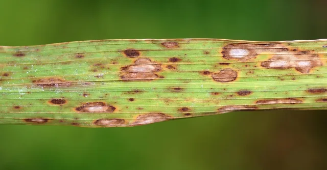 Helminthosporium
