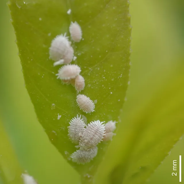 Mealybug