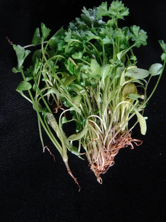 Pythium