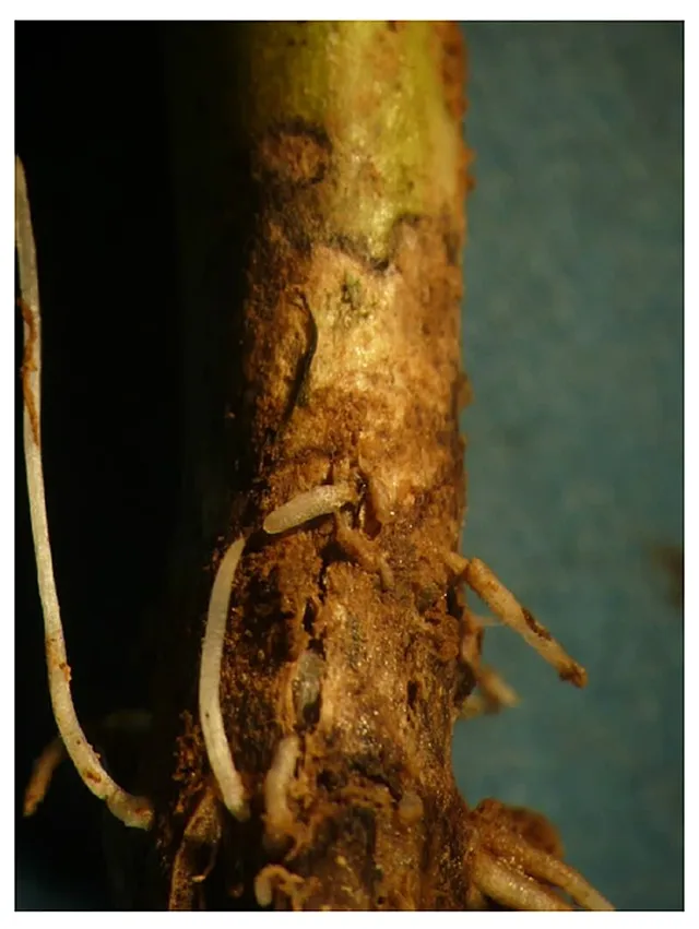 Rhizoctonia Rot
