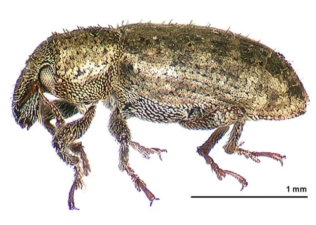 Stem Weevil