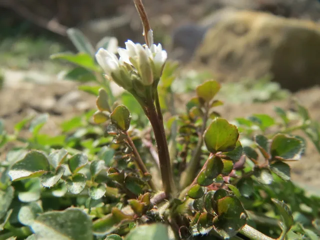 Flickweed