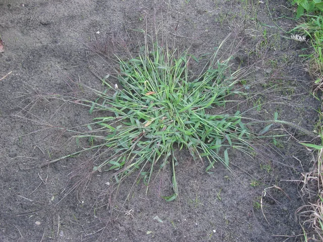 Summer Grass