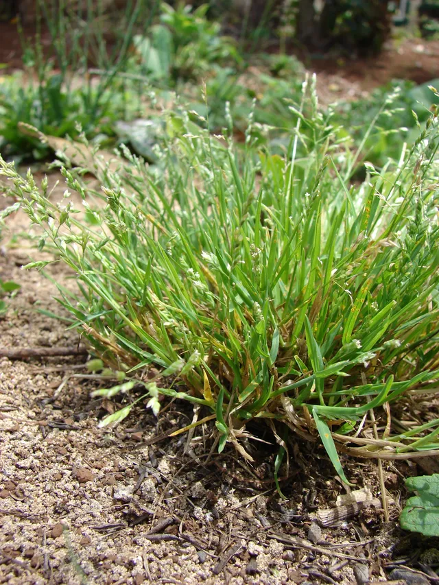 Winter Grass