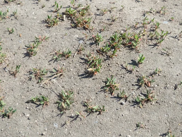Wireweed