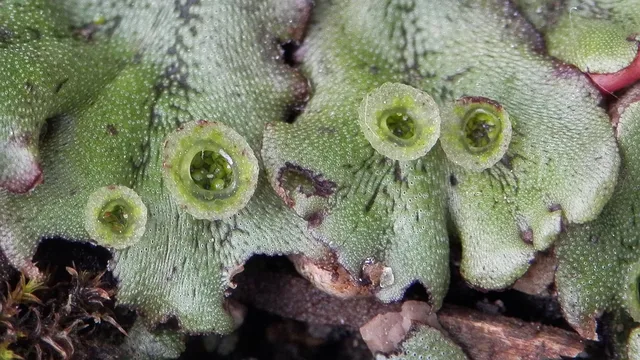 Common Liverwort