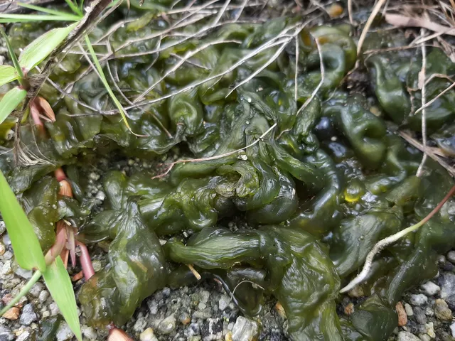 Algae