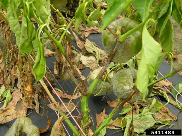 Phytophthora