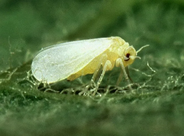 Whiteflies