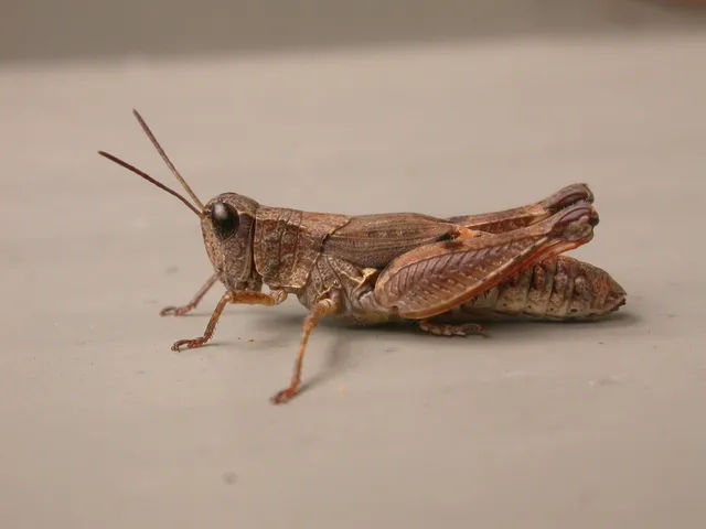 Grasshoppers