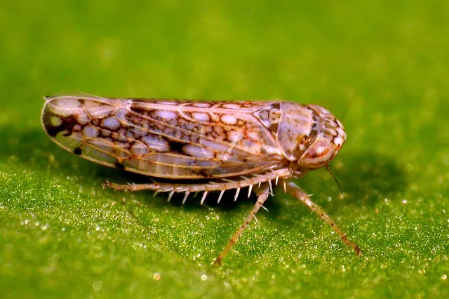 Leaf Hoppers